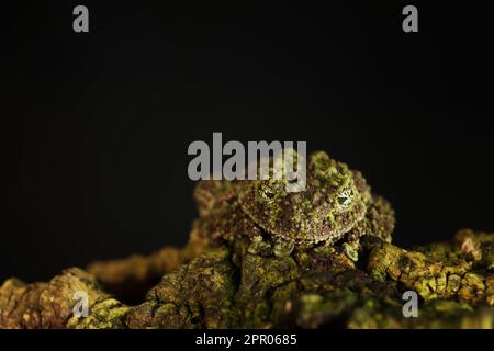 Vietnamese mossy frog (Theloderma corticale), frog in the nature habitat, Vietnam. Widlife nature in Asia. Amphibian on the ground old vegetation Stock Photo