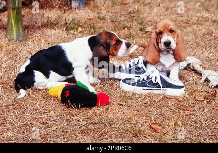 Two Basset Hound puppies laying outside in grass with toys and a