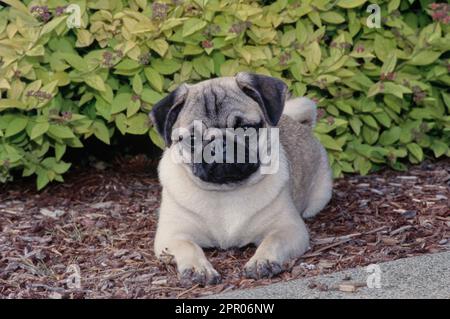 Pug laying down in front of bushes outside with paws in front Stock Photo
