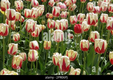 Single Late Tulip, Tulipa 'World Expression', Tulips Stock Photo