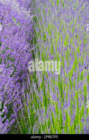 Sweet-scented Lavenders, Lavandula 'Beate', English Lavender, Lavandula 'Arabian Night', Scented, Garden, Herbs, Lavandula, Abstract plants summer Stock Photo