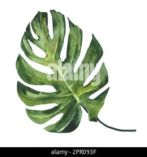 Watercolor illustration of monstera leaf isolated on white background. Drawing for the design of souvenirs, postcards, posters and invitations. Stock Photo