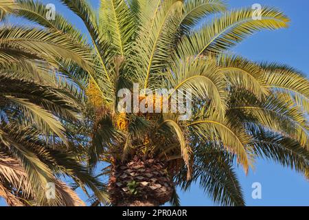 Palm tree with berries against the blue sky, close-up Stock Photo