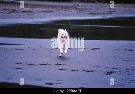 Samoyed running through the sand Stock Photo