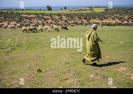 Portrait of an elderly shepherd dressed in a green djellaba herding his flock in the vicinity of Asilah. Stock Photo