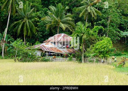 scenic rice fields on bohol island at the philippines Stock Photo