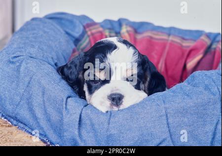 Adorable American Cocker Spaniel puppy sleeping in blue dog Stock Photo