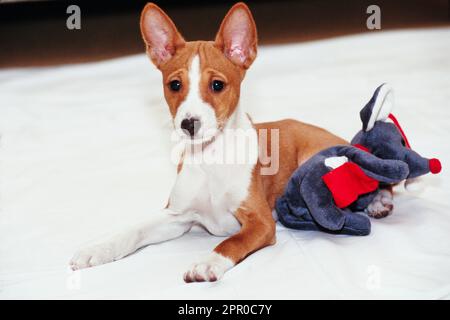 Basenji puppy laying on white blanket with Christmas decorated stuffed toy Stock Photo