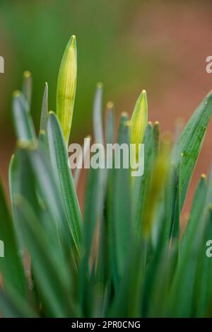 narcissus bud flowers daffodils unbloomed on green stems plant with long leaves in gray ground in spring garden close up Non-Blooming Non full-blown g Stock Photo