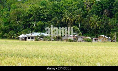 scenic rice fields on bohol island at the philippines Stock Photo