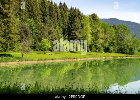 Wonderful view over a small, quiet pond in the sunshine, the forest reflected in the water surface, Reutte, Austria Stock Photo