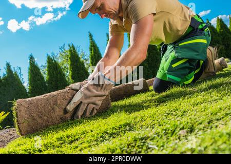 Garden Worker Installing Fresh Natural Grass Turfs From Rolls