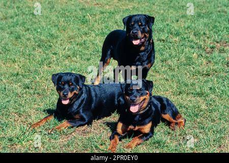 Three Rottweilers together in field Stock Photo