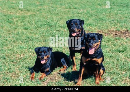 Three Rottweilers together in grass field Stock Photo