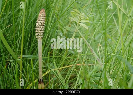 Natural closeup on the emerging leaf of a field chickweed, field mouse-ear, Equisetum arvense in a meadow Stock Photo