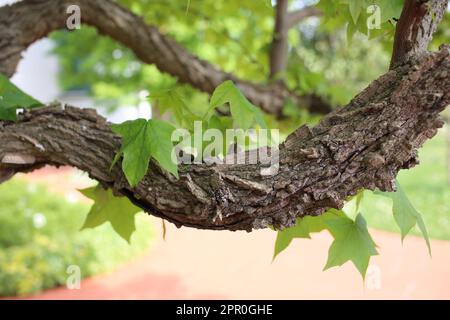 Liquidambar, balsamic tree Stock Photo