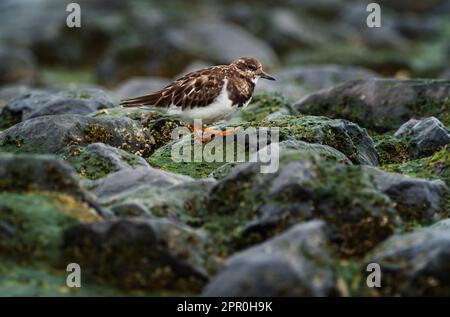 Wangerooge, Germany. 10th Apr, 2023. 10.04.2023, Wangerooge. A Ruddy turnstone (Arenaria interpres) stands on the beach of the East Frisian island Wangerooge between the stones of a groyne and looks for food between seaweed and algae. In doing so, it rolls stones and seaweed to one side, which gave the small wading bird its name. Credit: Wolfram Steinberg/dpa Credit: Wolfram Steinberg/dpa/Alamy Live News Stock Photo