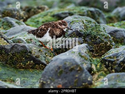 Wangerooge, Germany. 10th Apr, 2023. 10.04.2023, Wangerooge. A Ruddy turnstone (Arenaria interpres) stands on the beach of the East Frisian island Wangerooge between the stones of a groyne and looks for food between seaweed and algae. In doing so, it rolls stones and seaweed to one side, which gave the small wading bird its name. Credit: Wolfram Steinberg/dpa Credit: Wolfram Steinberg/dpa/Alamy Live News Stock Photo