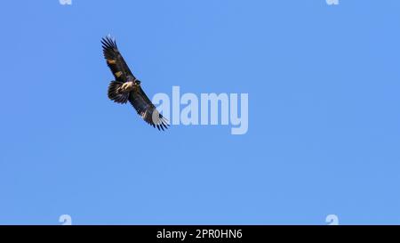 bearded vulture (Gypaetus barbatus), also known as the lammergeier and ossifrage Stock Photo