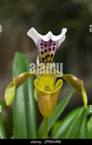 Beautiful yellow paphiopedilum, or lady slipper ochid, with white and purple petal, and green leaves Stock Photo