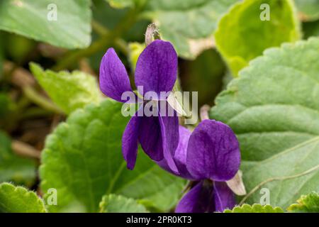 viola odorata blossom in detail Stock Photo