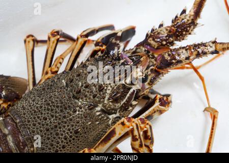 Live spiny lobster close up on a white background Stock Photo