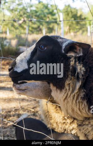 Black and white Beltex sheep in a paddock behind a metal net on the farm close up Stock Photo