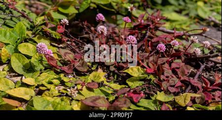 Small leaves with pale pink flowers of Persicaria capitata on a sunny day close up Stock Photo
