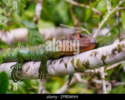 The genus Dracaena also called caiman lizards or water tegus is sitting on the tree in the Amazon Rainforest, Amazonia, Pacaya Samiria National Reserv Stock Photo