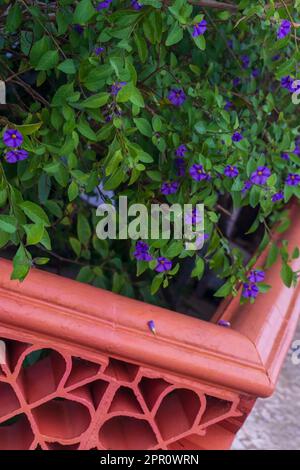 Flowering shrub Lycianthes rantonnetii with small blue flowers in a garden behind a curly brick fence Stock Photo