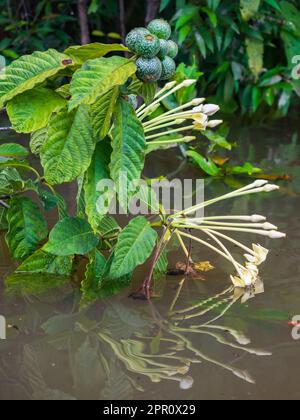 Genipa americana is a species of trees in the family Rubiaceae. Native to the tropical forests. Other names; Colombia: jagua, caruto, huito; Brazil: j Stock Photo