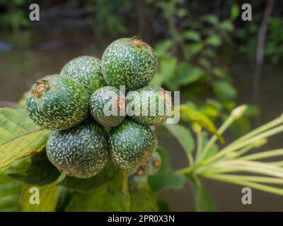 Genipa americana is a species of trees in the family Rubiaceae. Native to the tropical forests. Other names; Colombia: jagua, caruto, huito; Brazil: j Stock Photo