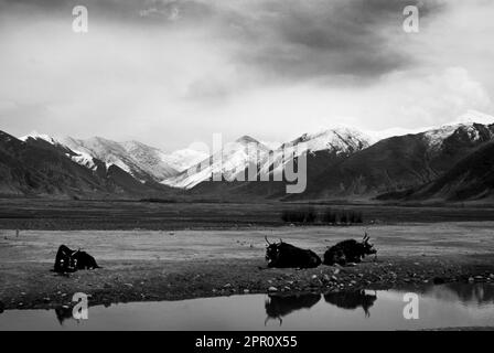 YAKS relax on the TIBETAN PLATEAU with the HIMALAYAS as a backdrop - CENTRAL TIBET Stock Photo