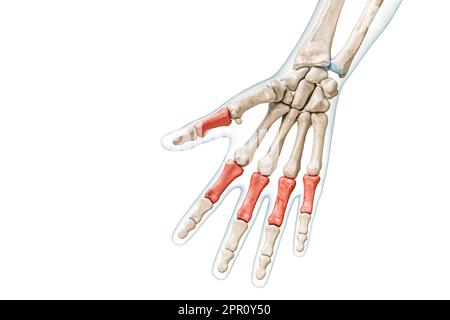Proximal phalanx bones in red with body 3D rendering illustration isolated on white with copy space. Human skeleton, hand and fingers anatomy, medical Stock Photo