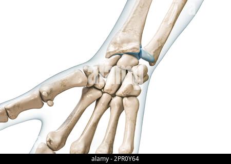 23,083 Wrist Anatomy Images, Stock Photos, 3D objects, & Vectors