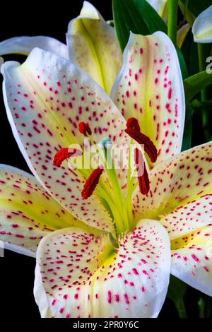 Sonata Lily Close Up Still Life Stock Photo