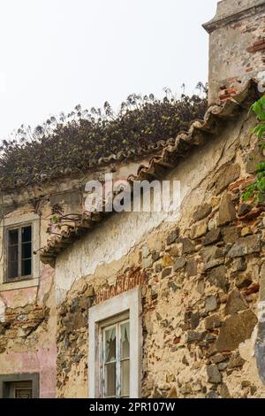 Old abandoned house with succulents on a tiled roof Stock Photo
