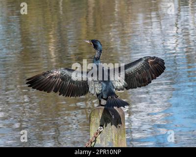 A Great Cormorant (Phalacrocorax carbo) drying its wings n the sun, The Serpentine, Kensington Garden, London, UK. Stock Photo