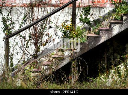 Wooden steps with handrail ascends along the side of an old home.  Steps are overgrown with weeds and vines, and brick on home is faded. Stock Photo