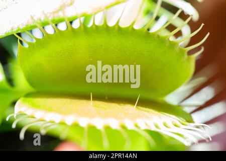 Closeup Venus flytrap ,Insectivorous plants ,Low Giant ,Dionaea