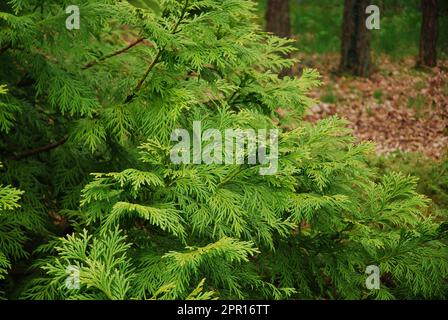 The thujopsis dolabrata tree grows in the garden. Stock Photo