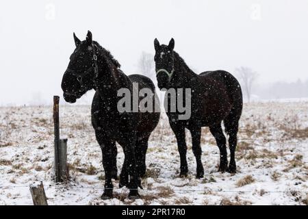 Amish horses, probably Percherons, during a snowstorm in Central Michigan, USA Stock Photo