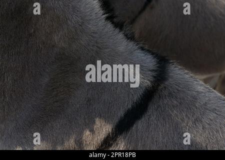 Black stripe on gray back of donkey Stock Photo