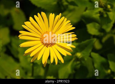 Doronicum orientale - leopard's bane, yellow daisy spring flower closeup. Beautiful yellow Little Leo (Doronicum Orientale) flowers in the garden with Stock Photo