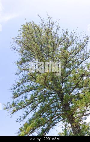 Large beautiful larch tree in a city park Stock Photo