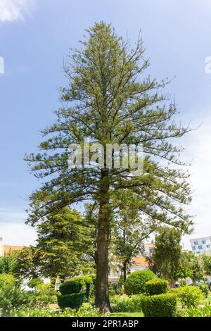 Large beautiful larch tree in a city park Stock Photo