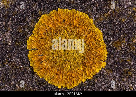 Large yellow lichen on a stone Stock Photo