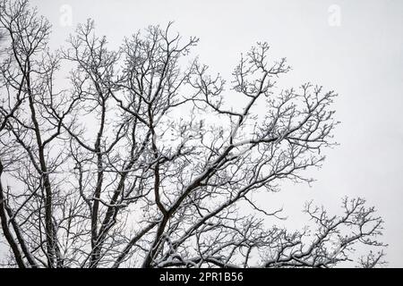 Snow-covered trees during a snowstorm in Central Michigan, USA Stock Photo