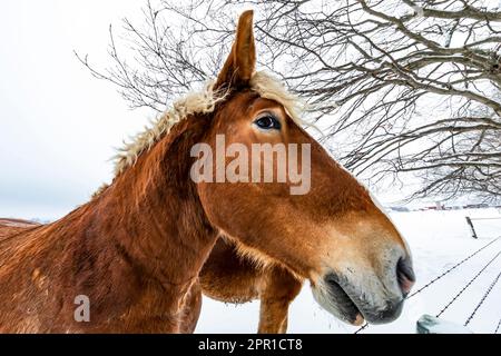 Amish Belgian horses after a snowstorm in Central Michigan, USA Stock Photo