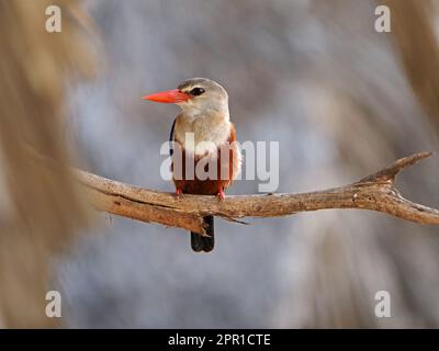 profile portrait of Grey-headed Kingfisher (Halcyon leucocephala) perched on branch in good light - Galana province,Kenya,Africa Stock Photo